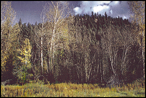 looking up from the meadow behind the cabins.