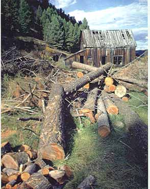 An example of timber size, from wind falls.