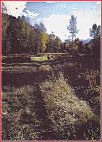 The meadow behind the stream and cabins.