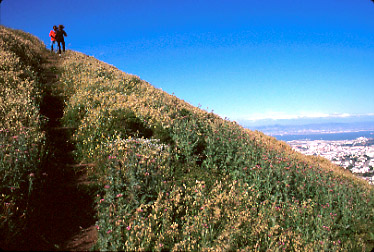 Twin Peaks